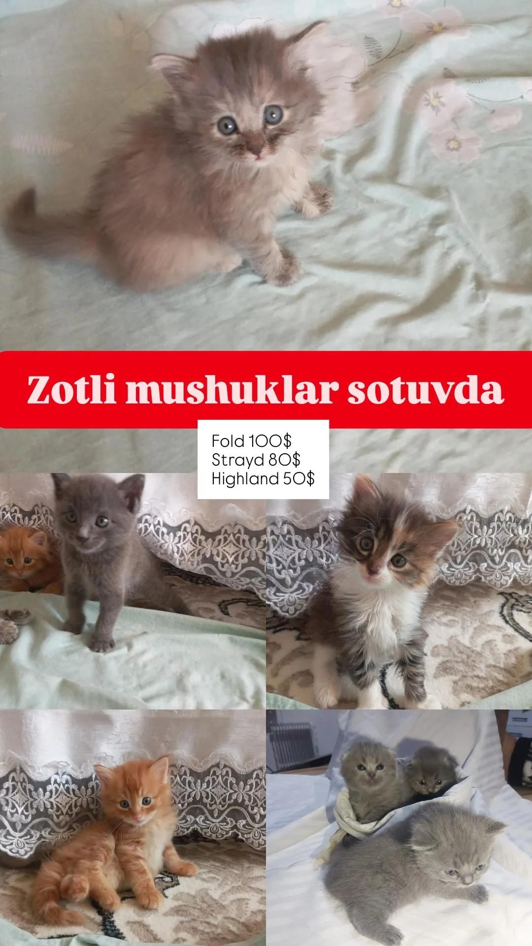 Zotli mushukchalar , toza qonli , toʻgʻri вязка qilingan