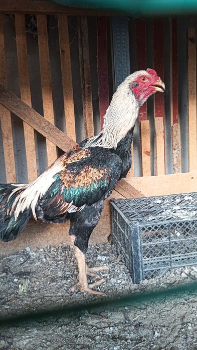 Хуроз сотилади .