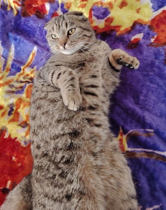 Кошка породистая веслоушка