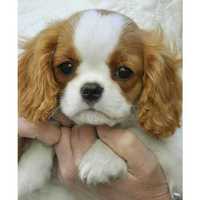 De vanzare Cavalier King Charles clinic sanatos,vaccinat/transport