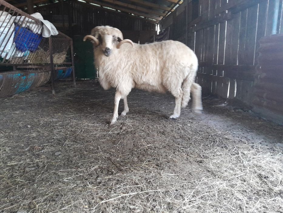 Stramior în vârstă de 3 ani
