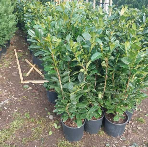 Plante Decorative, de exterior pentru o Gradina de Vis