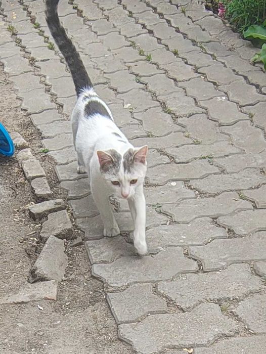 Dau pisoi pentru adoptie