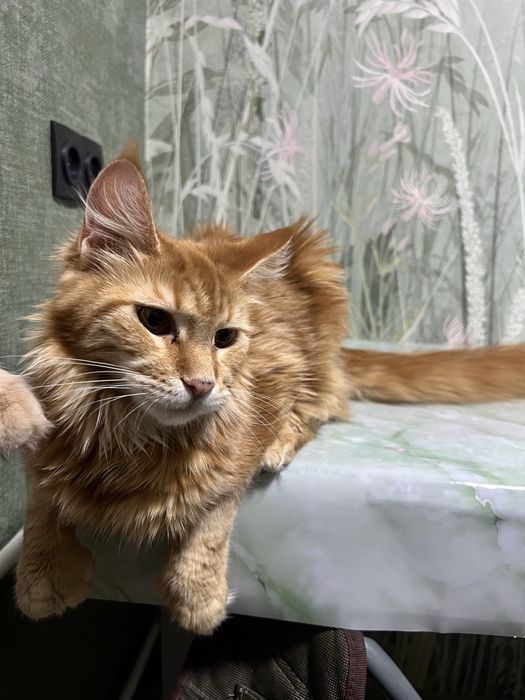 Продам Мейн Куна девочку