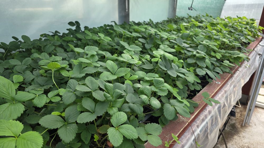 Vând Stoloni Capsuni Collosus