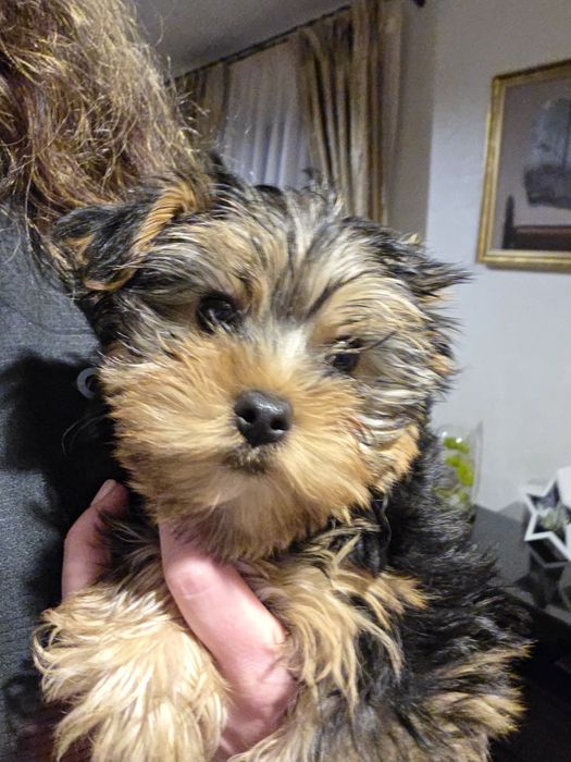 Yorkshire Terrier fetita