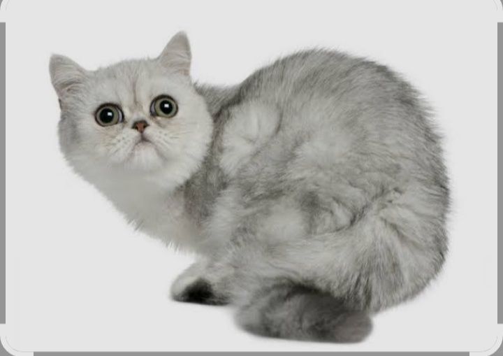 Снуп. Японский экзо кошка
