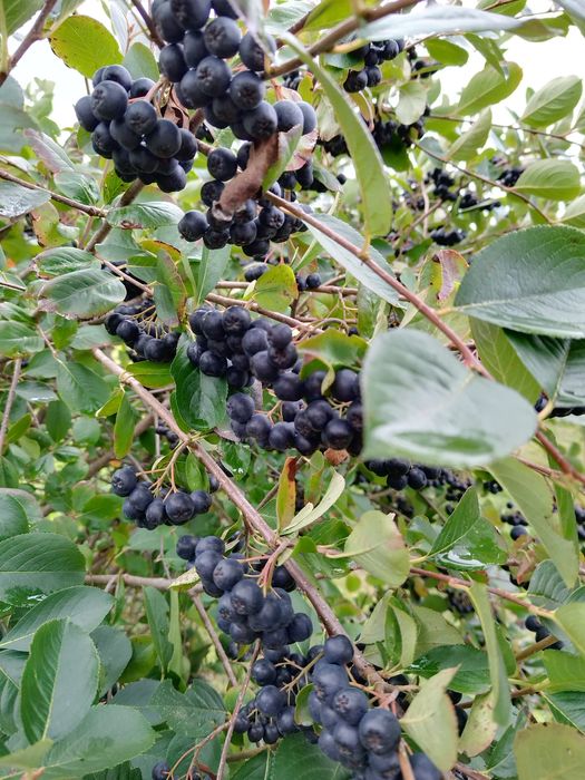 ARONIA de vanzare