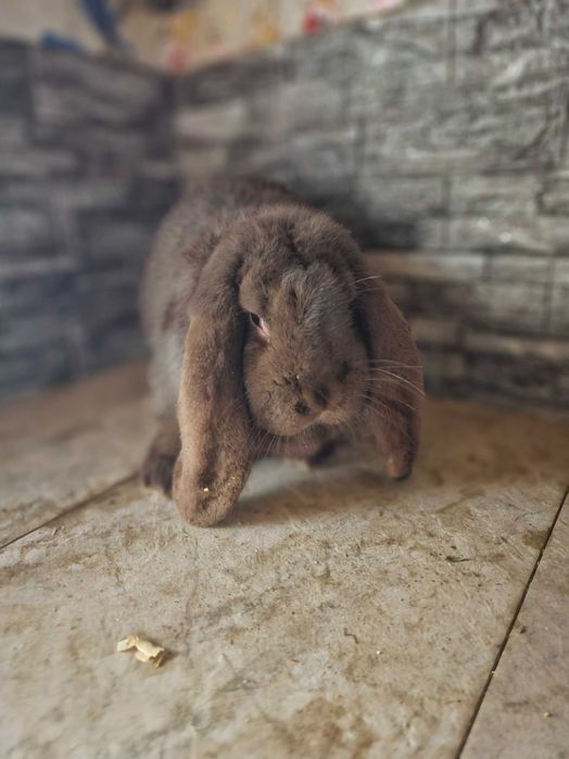 Vând iepurași Berbec German Uriaș și Berbec Pitic