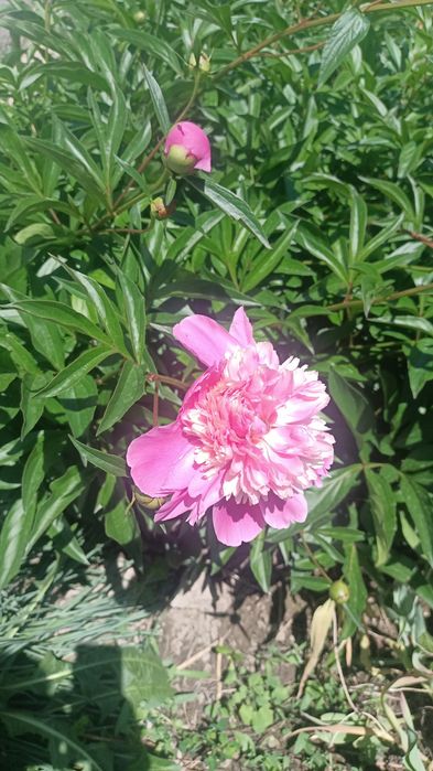 Молодые Кустики и Огромные кусты пионов на выкоп с землёй пересадкой