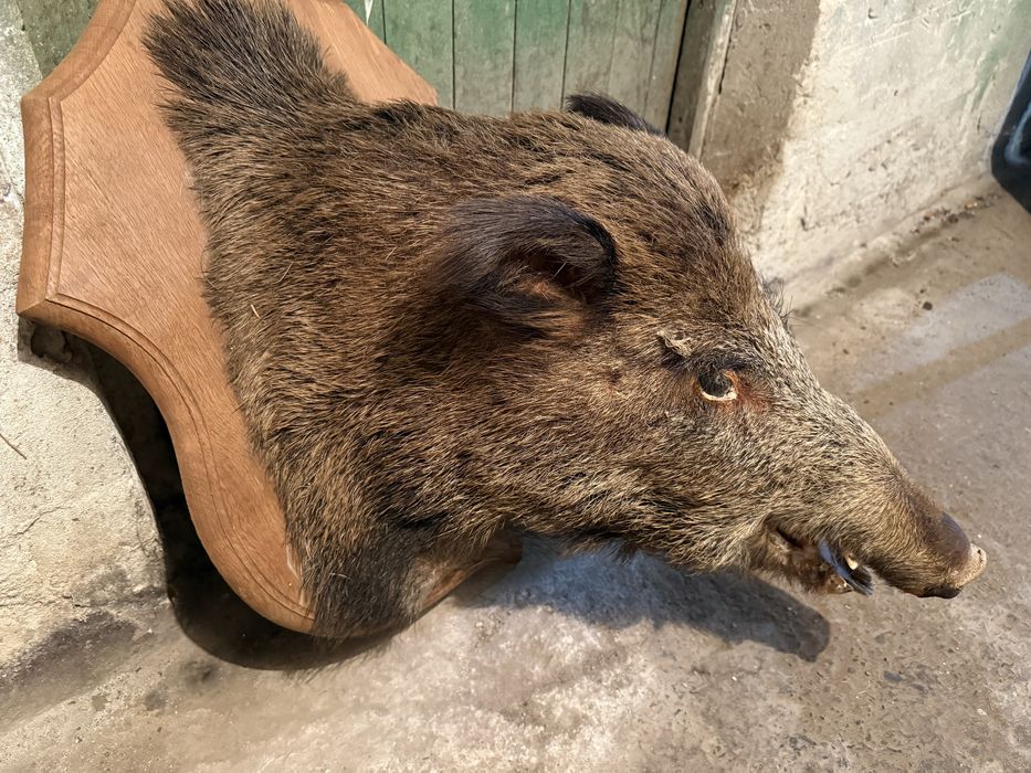 Продавам препарирано диво прасе