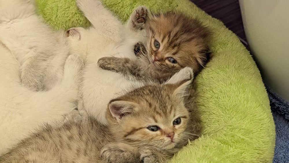 Котята Шиншиллы серебристой