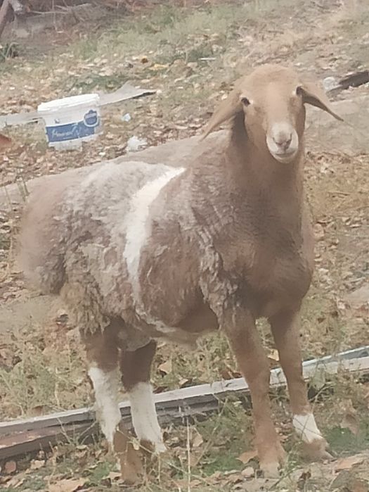 Продам баранов...