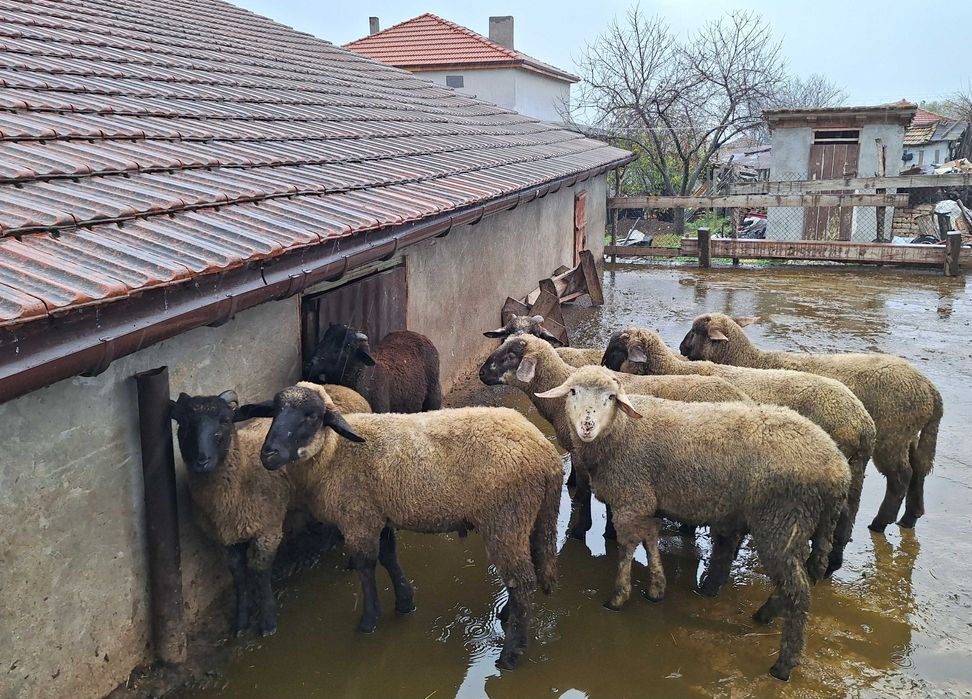 Селскостопански животни