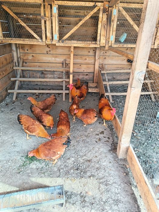 Găini,tineret  New Hampshire