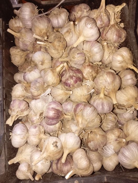 Продам домашний чеснок
