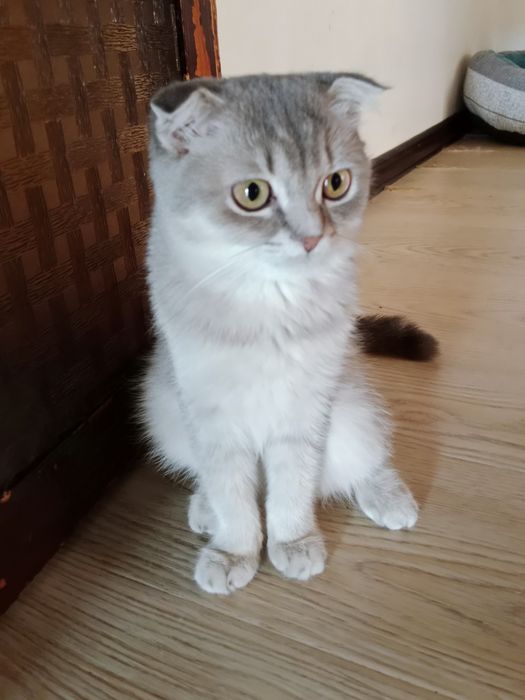 Разные котята Скоттиш фолд и Страйт