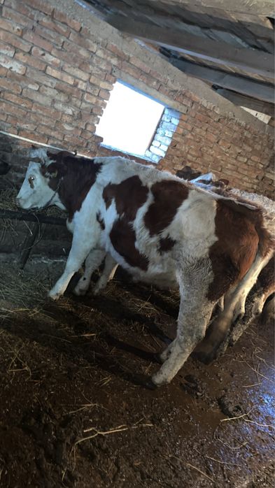 Vand juninca in varsta de 4 ani cu vitel tauras