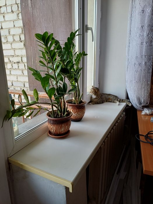 Продам домашние цветы