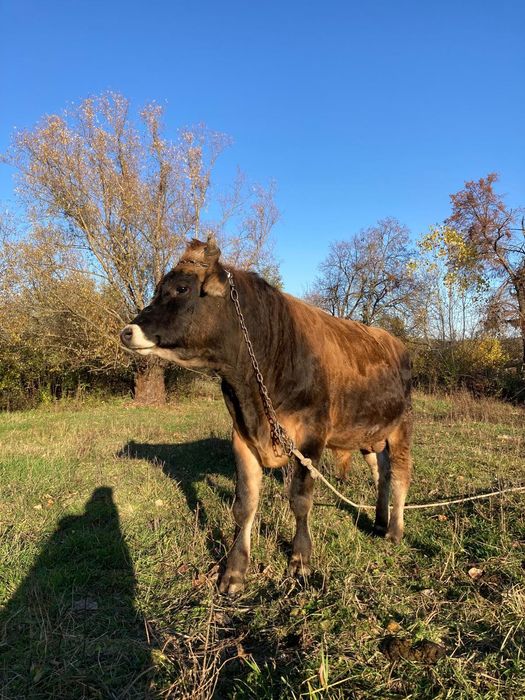 Taur Jersey- 100% rasă pură, ideal prentru reproducție