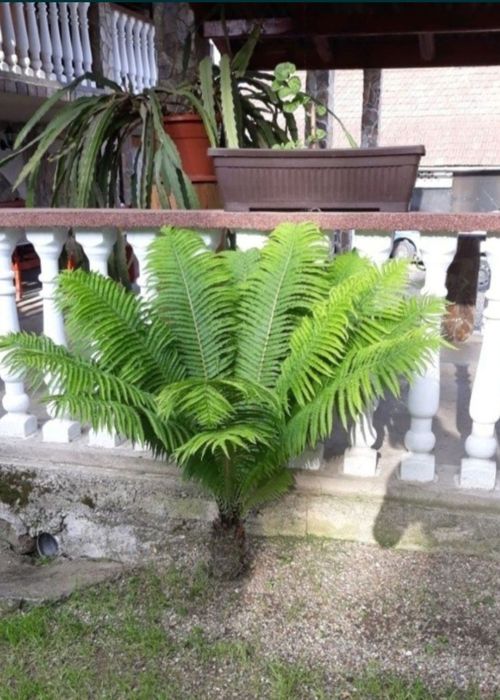 Ferigi pentru  amenajari terase, gradini , piscine