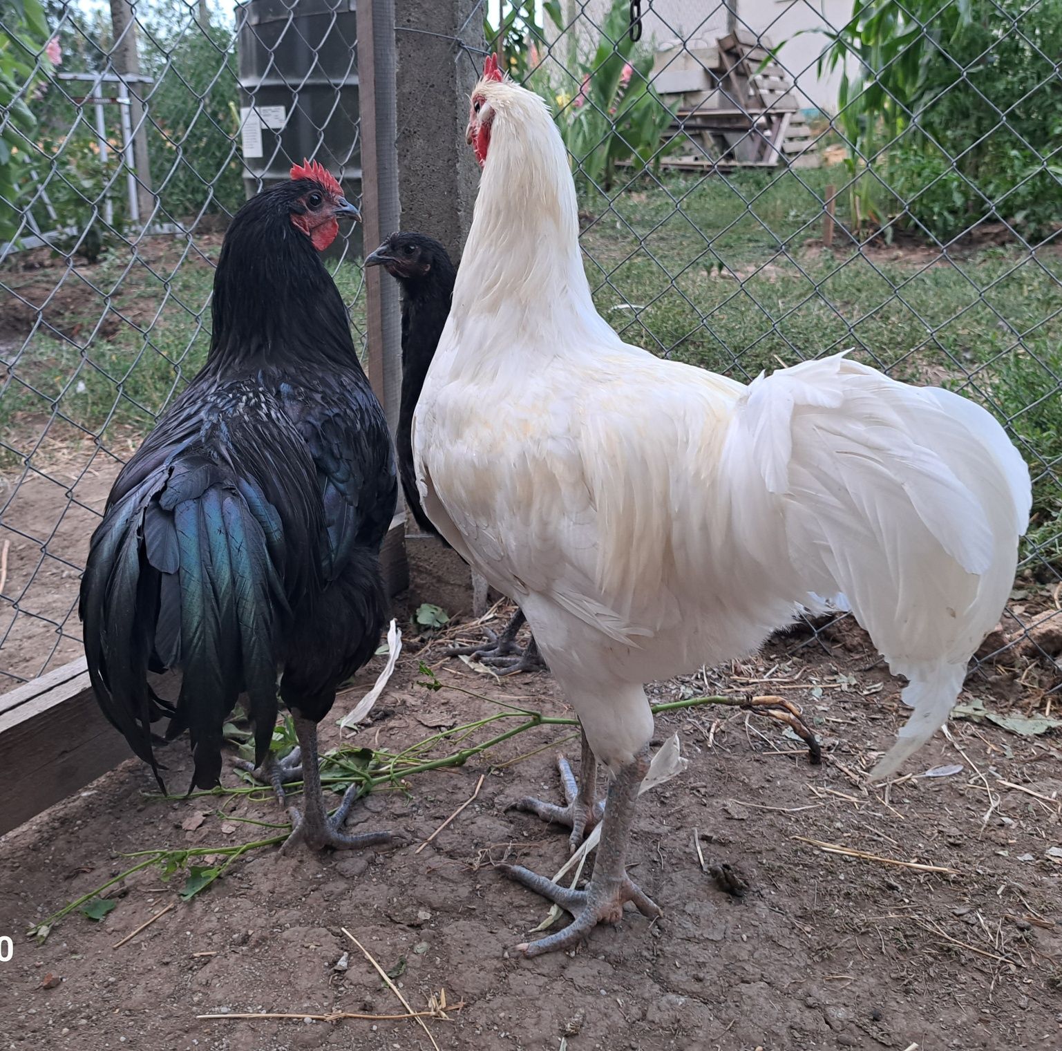 Vând pui Australorp