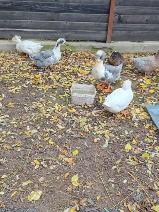 Vând rațe românești