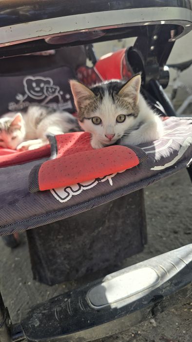 Котят продаётся.