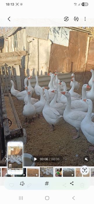 Продам гусей 35 штук
