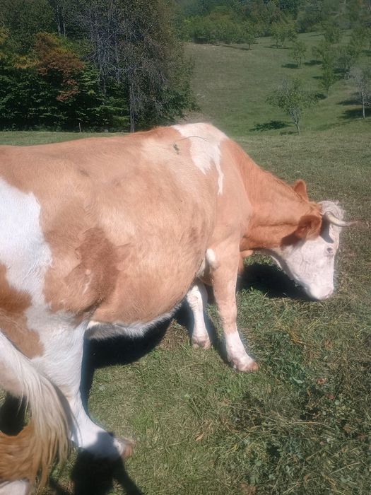 Vând vaca 8 ani.