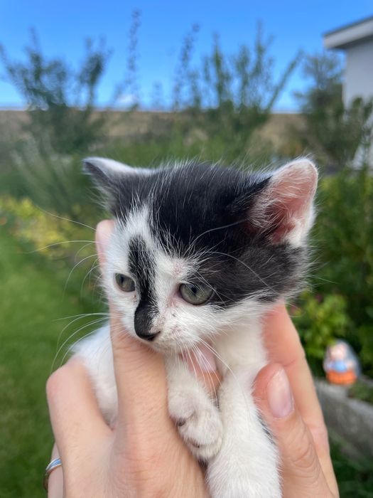 Подаряват се дългокосмести котенца