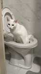 Кошка красивая, котёнок