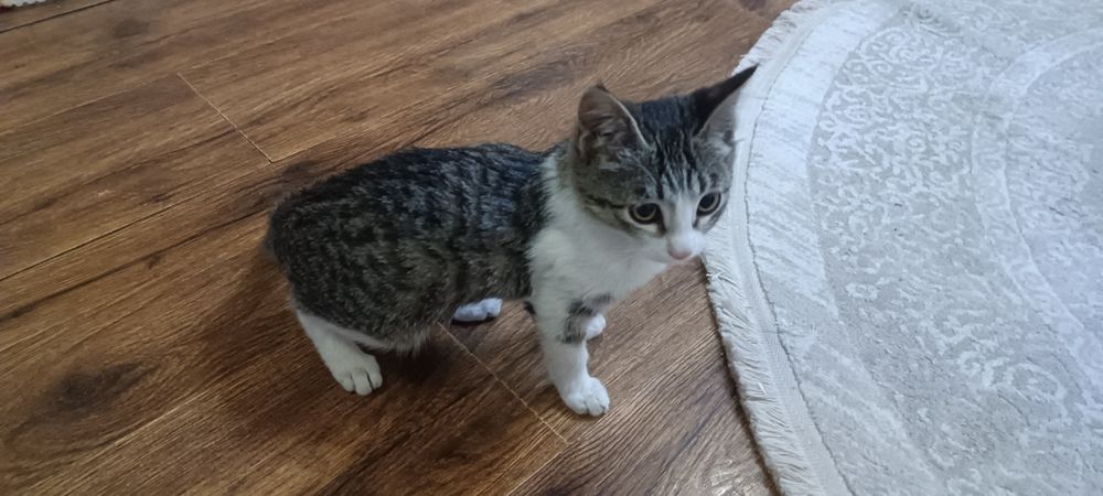 Отдаём в хорошие руки котёнка.