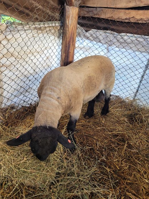 Berbec suffolk! Cu certificat!