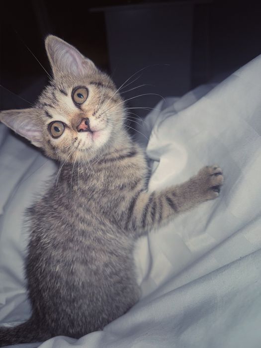 отдам котенка в хорошие руки