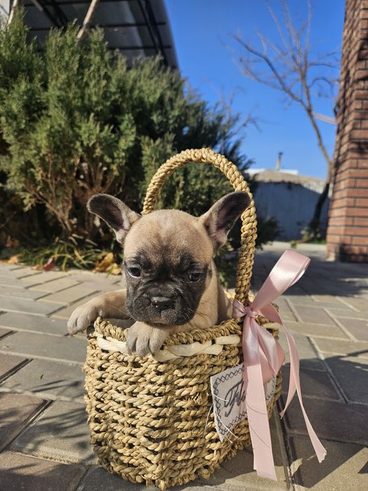 Продаются щенки француза