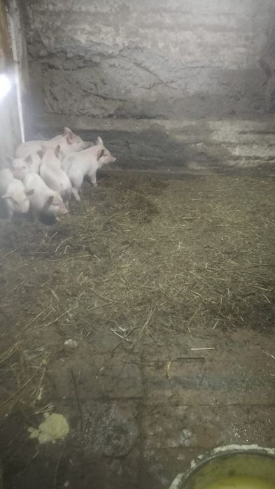 Продам месячных поросят