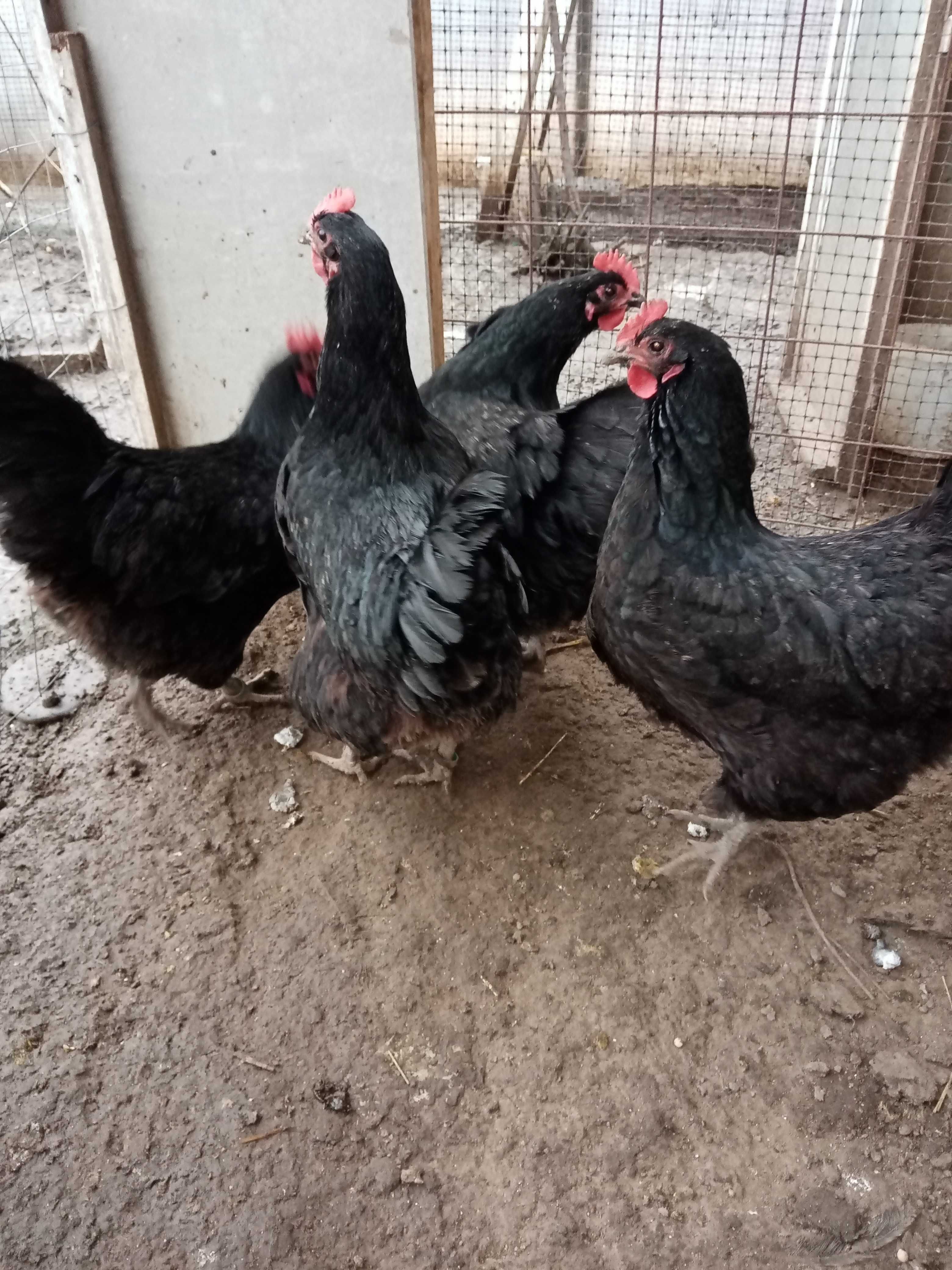 vand oua pentru incubat de australorp negru