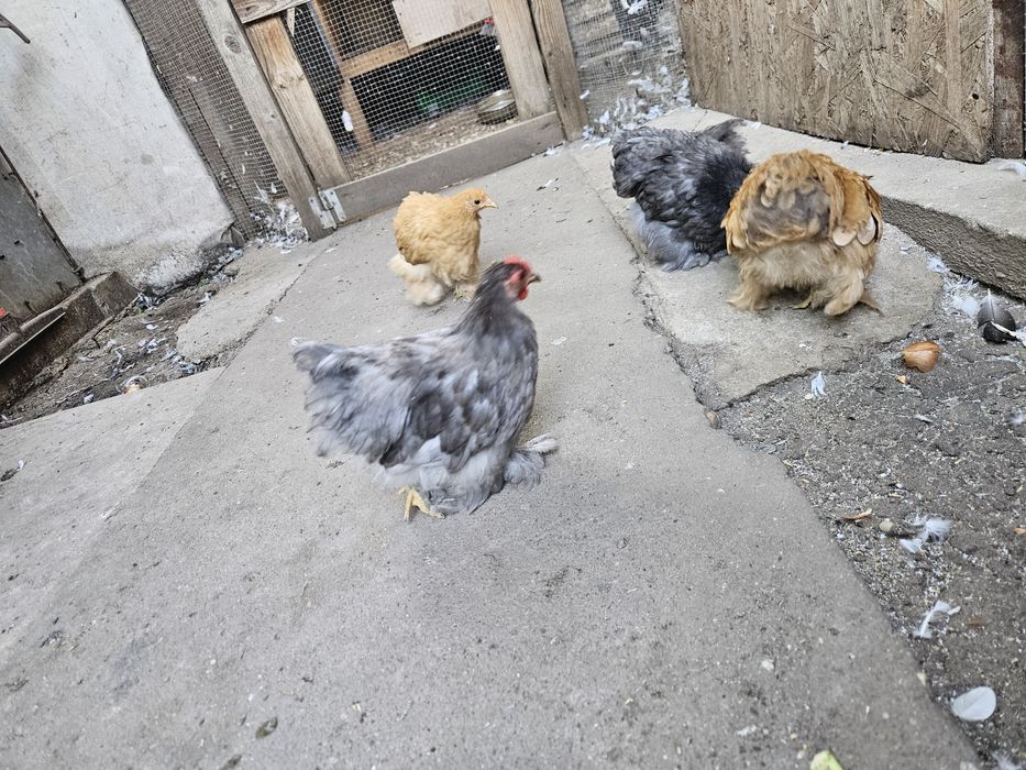 Vând găini conchinchina pitic