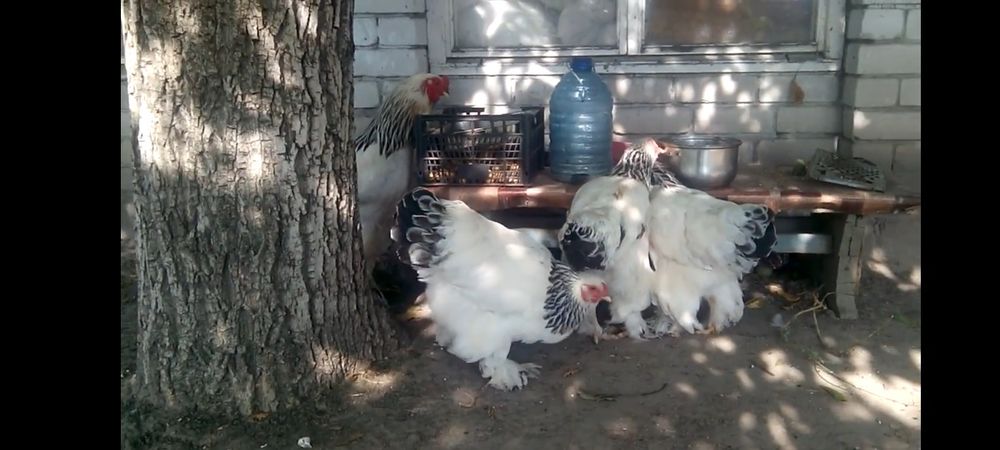 Брама хорозлари сотилади