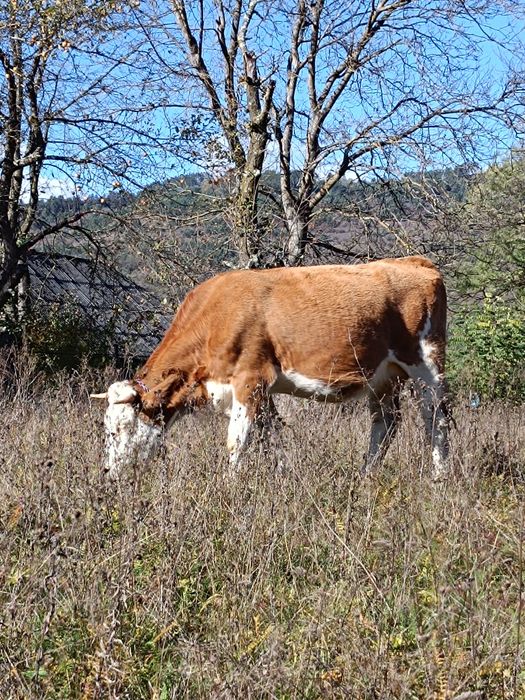 Juninca la prima fătare de vânzare!