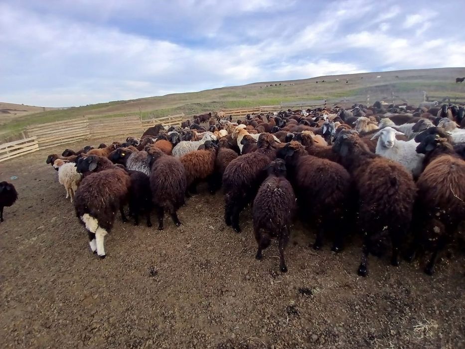 Vand Cârlani 250 bucati