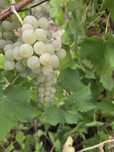 Vând struguri de vin productie 2025