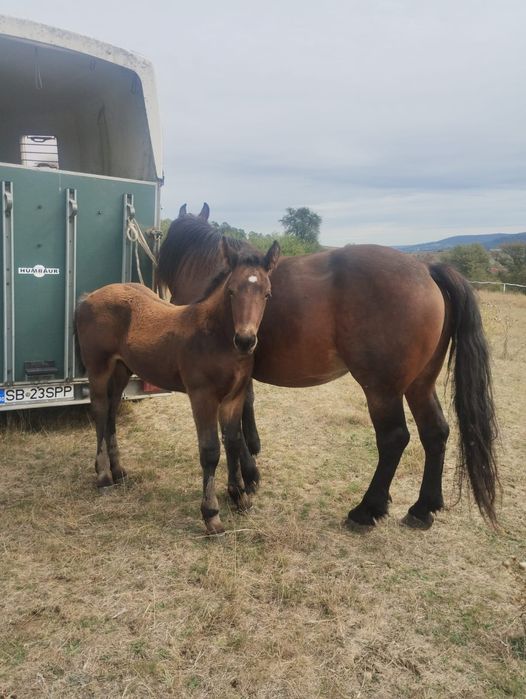 Manza si iapa cu manz