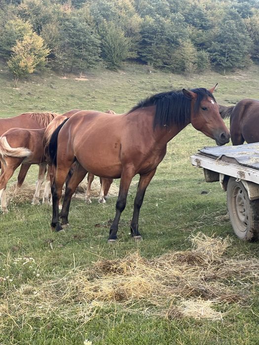 Manza de 3 ani gestanta