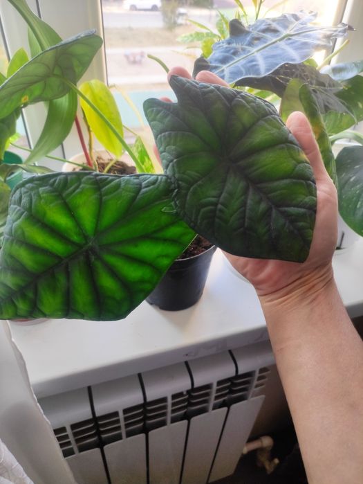 Распродажа декоративные комнатные растения