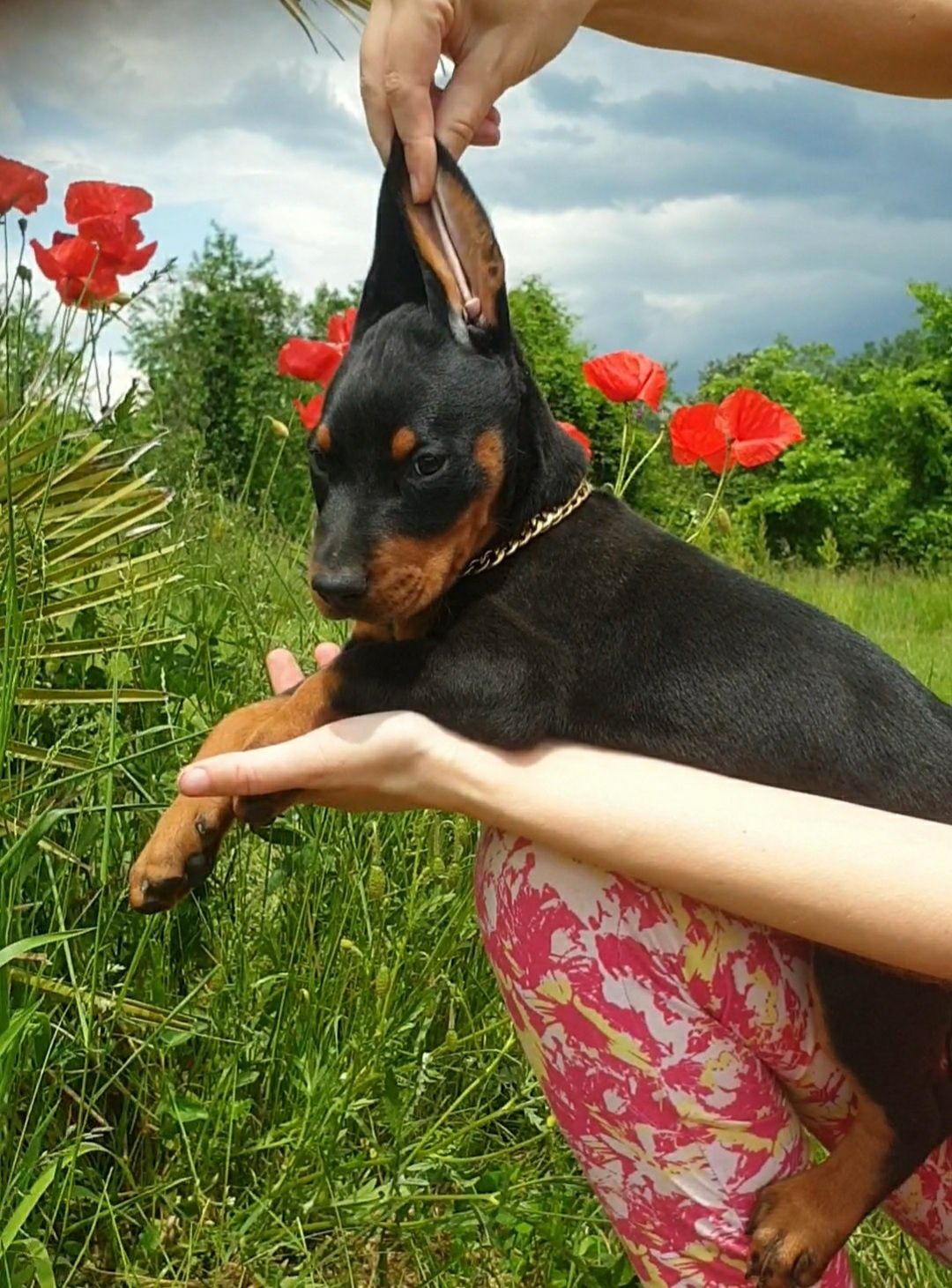Pui doberman de calitate