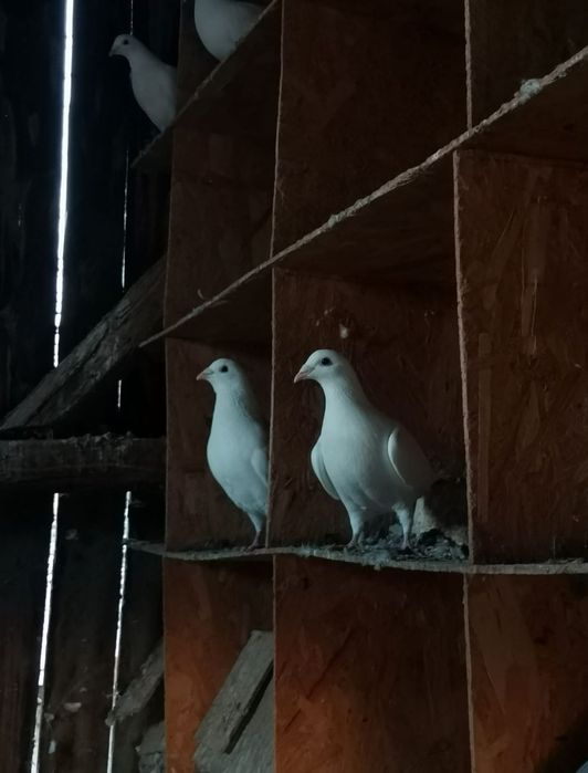 Vând porumbei voiajori