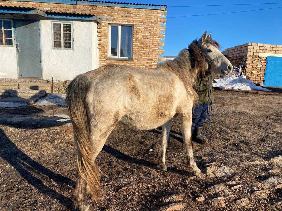 Жылкы малдары. Бие жане донежин.