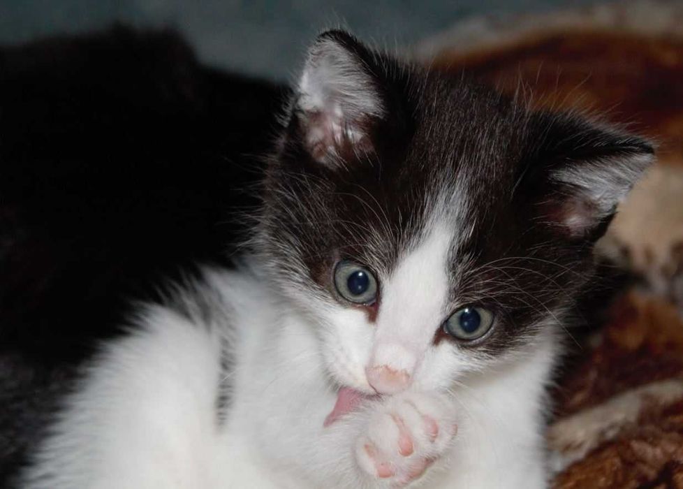 Котёнок 1,5 месяца